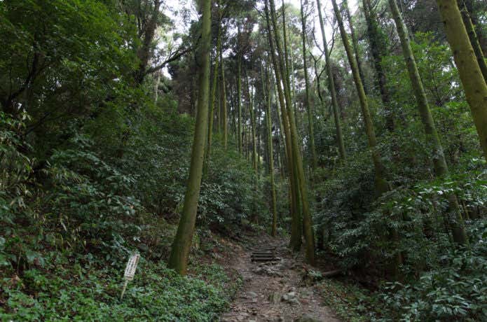 立花山クスノキ原生林